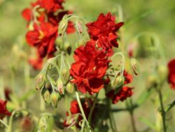 Sonnenröschen &#8218;Rubin&#8216;, Helianthemum x cultorum &#8218;Rubin&#8216;, Topfware