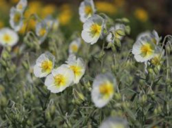 Sonnenröschen &#8218;Snow Queen&#8216; / &#8218;Die Braut&#8216;, Helianthemum x cultorum &#8218;Snow Queen&#8216; / &#8218;Die Braut&#8216;, Topfware