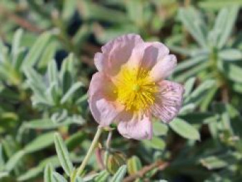 Sonnenröschen 'Wisley Pink', Helianthemum x cultorum 'Wisley Pink', Topfware