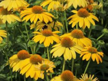 Scheinsonnenhut 'Sombrero Lemon Yellow', Echinacea purpurea 'Sombrero Lemon Yellow', Containerware