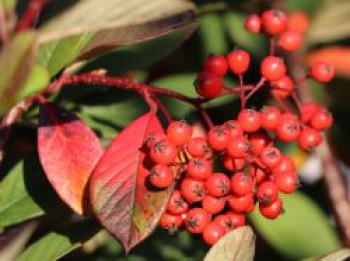 Späte Zwergmispel, 60-100 cm, Cotoneaster lacteus, Containerware