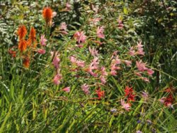 Spaltgriffel, Schizostylis coccinea, Topfware