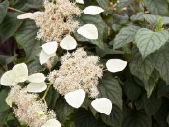 Spalthortensie 'Moonlight', 80-100 cm, Schizophragma hydrangeoides 'Moonlight', Containerware XXL