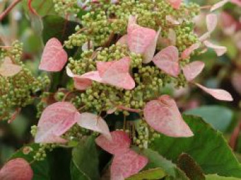 Spalthortensie 'Rose Sensation', 40-60 cm, Schizophragma hydrangeoides 'Rose Sensation', Containerware