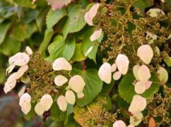 Spalthortensie &#8218;Roseum&#8216;, 40-60 cm, Schizophragma hydrangeoides &#8218;Roseum&#8216;, Containerware