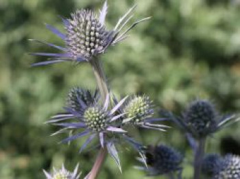 Spanischer Mannstreu / Spanische Edeldistel, Eryngium bourgatii, Topfware