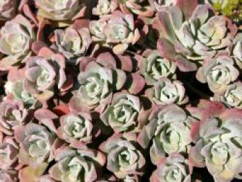 Spatelblättriges Fettblatt &#8218;Purpureum&#8216;, Sedum spathulifolium &#8218;Purpureum&#8216;, Topfware