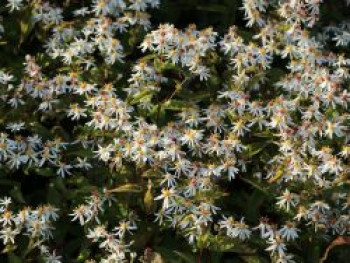 Sperrige Aster, Aster divaricatus, Topfware