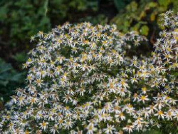 Sperrige Aster &#8218;Tradescant&#8216;, Aster divaricatus &#8218;Tradescant&#8216;, Topfware