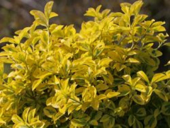 Spindelstrauch / Kriechspindel 'Emerald'n Gold', 15-20 cm, Euonymus fortunei 'Emerald'n Gold', Containerware