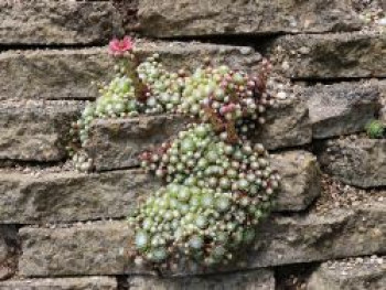 Spinnweb Hauswurz, Sempervivum arachnoideum, Topfware