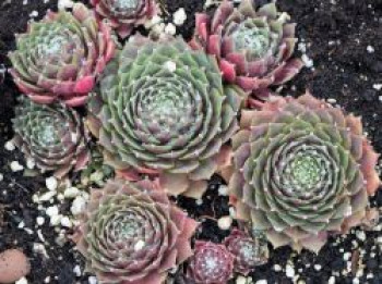 Spinnwebige Steinrose &#8218;Rauhreif&#8216;, Sempervivum arachnoideum &#8218;Rauhreif&#8216;, Topfware