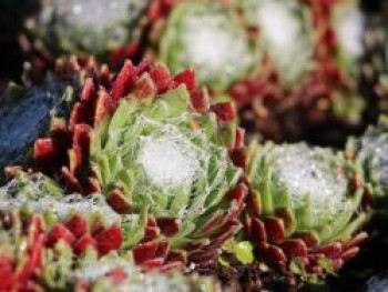 Spinnwebige Steinrose &#8218;Rheinkiesel&#8216;, Sempervivum arachnoideum &#8218;Rheinkiesel&#8216;, Topfware