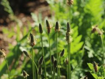 Spitzwegerich, Plantago lanceolata, Topfware