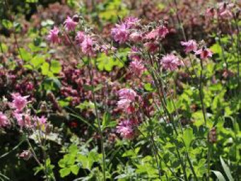 Spornlose Halbakelei 'Plena Rose Barlow', Semiaquilegia x cultorum 'Plena Rose Barlow', Topfware