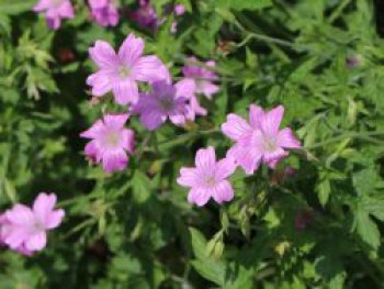 Sproß-Storchschnabel &#8218;Starman&#8216;, Geranium soboliferum &#8218;Starman&#8216;, Topfware