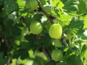 Stachelbeere &#8218;Hinnonmäki grün&#8216;, 20-30 cm, Ribes uva-crispa &#8218;Hinnonmäki grün&#8216;, Containerware