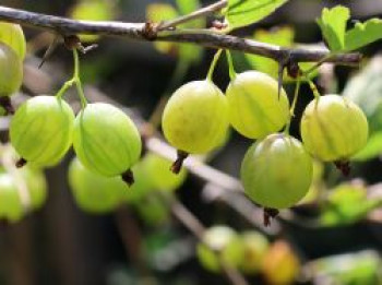 Stachelbeere 'Karlin' (Grün), 30-40 cm, Ribes uva-crispa 'Karlin' (Grün), Containerware