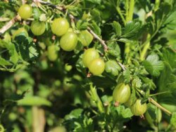 Stachelbeere &#8218;Mucurines&#8216;, 10-20 cm, Ribes uva-crispa &#8218;Mucurines&#8216; (Hellgrün), Topfware