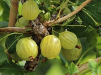 Stachelbeere 'Resistenta', 30-40 cm, Ribes uva-crispa 'Resistenta', Containerware