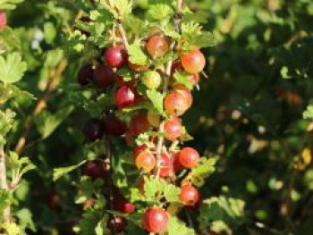 Stachelbeere 'Spinefree', 30-40 cm, Ribes uva-crispa 'Spinefree', Containerware