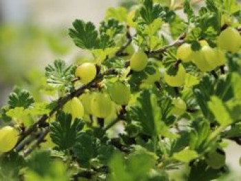 Stachelbeere &#8218;Tatjana&#8216;, 30-40 cm, Ribes uva-crispa &#8218;Tatjana&#8216;, Containerware