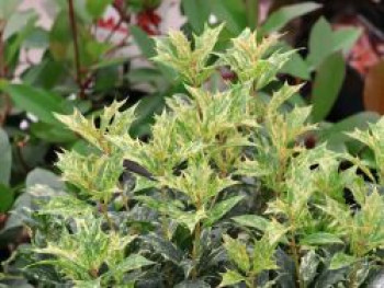 Stachelblättrige Duftblüte &#8218;Tricolor&#8216;, 30-40 cm, Osmanthus heterophyllus &#8218;Tricolor&#8216;, Containerware