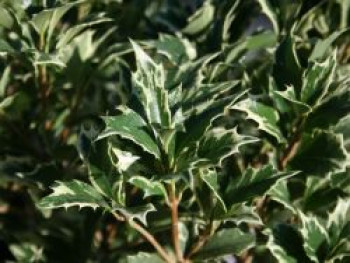 Stachelblättrige Duftblüte &#8218;Variegatus&#8216;, 20-25 cm, Osmanthus heterophyllus &#8218;Variegatus&#8216;, Containerware