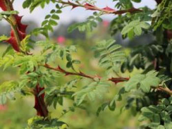 Stacheldrahtrose, Rosa omeiensis var. pteracantha, Containerware