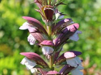 Stacheliger Bärenklau, Acanthus spinosus, Topfware