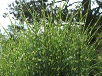 Stachelschweingras / Zebraschilf 'Strictus', Miscanthus sinensis 'Strictus', Containerware