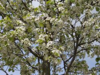 Stadtbirne 'Chanticleer', 250-300 cm, Pyrus calleryana 'Chanticleer', Containerware XXL