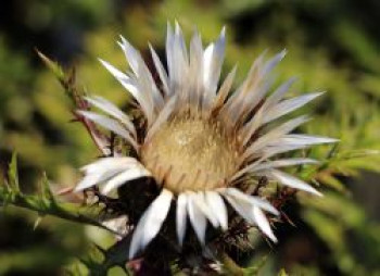 Stängel Silberdistel, Carlina acaulis subsp. simplex, Topfware