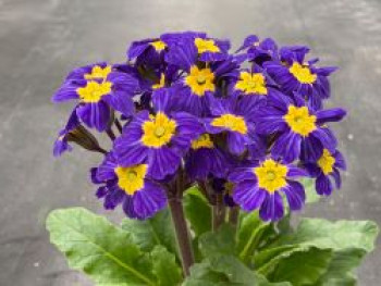 Stängellose Schlüsselblume 'Oakleaf Blue', Primula vulgaris 'Oakleaf Blue', Topfware