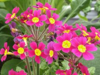 Stängellose Schlüsselblume 'Oakleaf Magenta', Primula vulgaris 'Oakleaf Magenta', Topfware