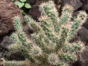 Stauden Feigen-Kaktus, Cylindropuntia imbricata, Topfware