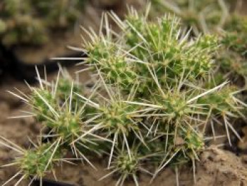 Stauden Feigen-Kaktus, Cylindropuntia whipplei, Topfware