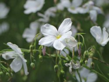 Stauden-Lein &#8218;Nanum Diamant&#8216;, Linum perenne &#8218;Nanum Diamant&#8216;, Topfware