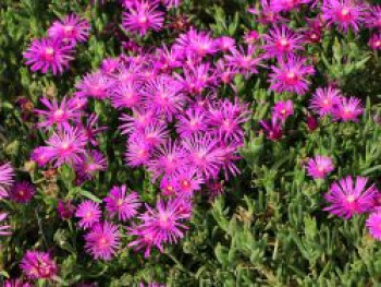 Stauden Mittagsblume, Delosperma cooperi, Topfware