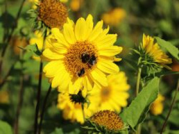 Stauden-Sonnenblume &#8218;Capenoch Star&#8216;, Helianthus decapetalus &#8218;Capenoch Star&#8216;, Topfware