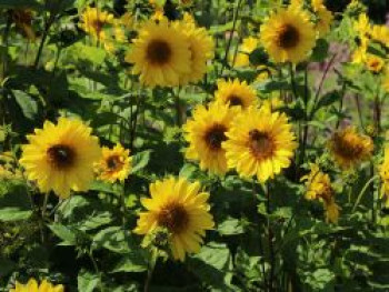 Stauden-Sonnenblume &#8218;Giganteus&#8216;, Helianthus atrorubens &#8218;Giganteus&#8216;, Topfware