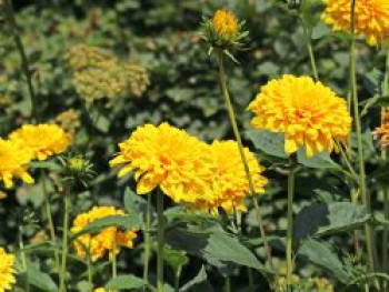 Stauden-Sonnenblume &#8218;Loddon Gold&#8216;, Helianthus decapetalus &#8218;Loddon Gold&#8216;, Topfware