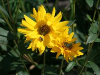 Stauden Sonnenblume, Helianthus atrorubens, Topfware