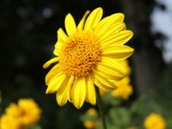 Stauden-Sonnenblume &#8218;Meteor&#8216;, Helianthus decapetalus &#8218;Meteor&#8216;, Topfware