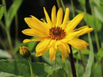 Stauden-Sonnenblume &#8218;Monarch&#8216;, Helianthus atrorubens &#8218;Monarch&#8216;, Topfware