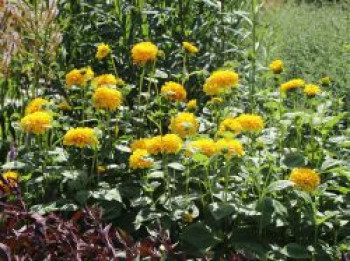 Stauden-Sonnenblume &#8218;Soleil d&#8217;Or&#8216;, Helianthus decapetalus &#8218;Soleil d&#8217;Or&#8216;, Topfware