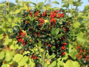 Stechpalme 'Alaska', 40-60 cm, Ilex aquifolium 'Alaska', Containerware