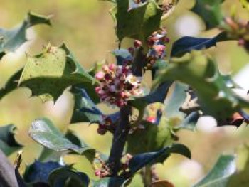 Stechpalme &#8218;Blue Angel&#8216; ®, 40-60 cm, Ilex x meserveae &#8218;Blue Angel&#8216; ®, Containerware