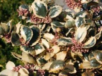 Stechpalme 'Casanova', 20-30 cm, Ilex x meserveae 'Casanova', Containerware