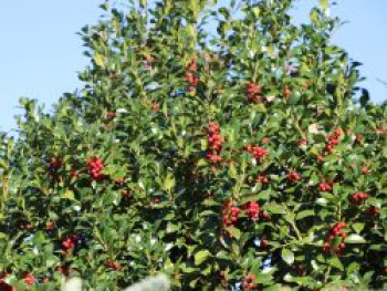 Stechpalme 'Heckenfee', 100-125 cm, Ilex x meserveae 'Heckenfee', Containerware